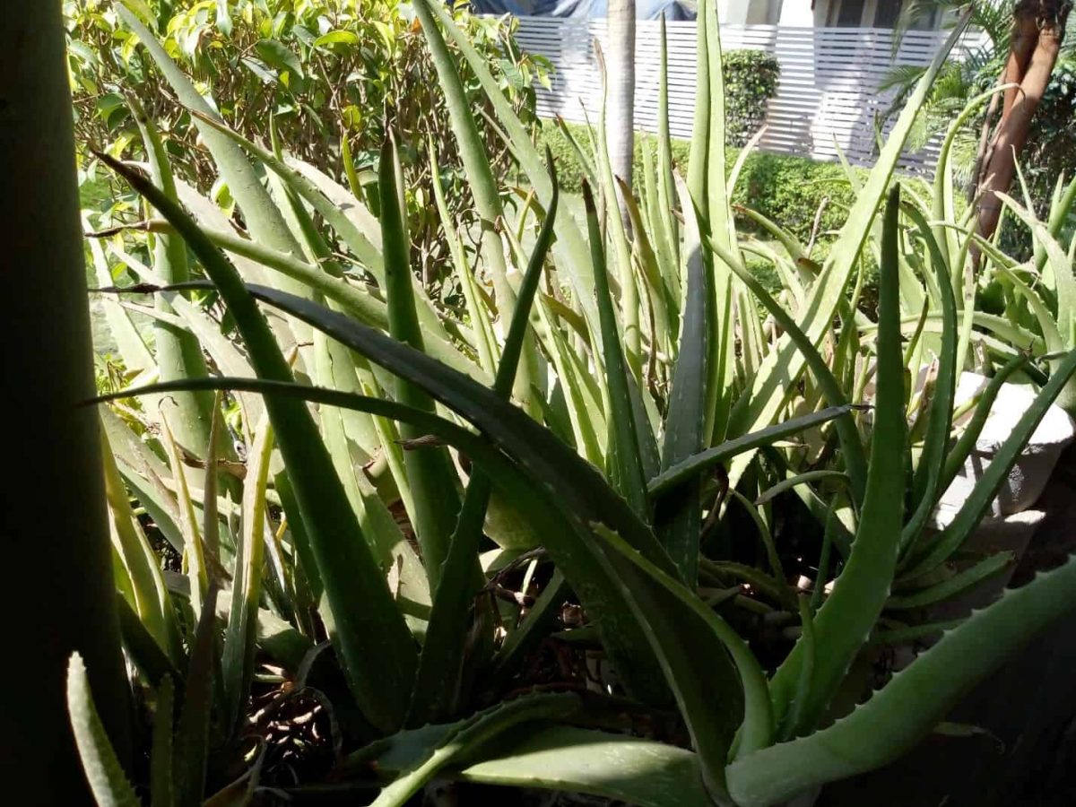 ALOE VERA - USES AND BENEFITS