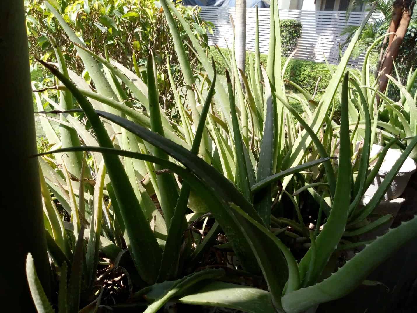 ALOE VERA – USES AND BENEFITS